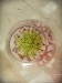 baanmaikhao-burasiriphuket329